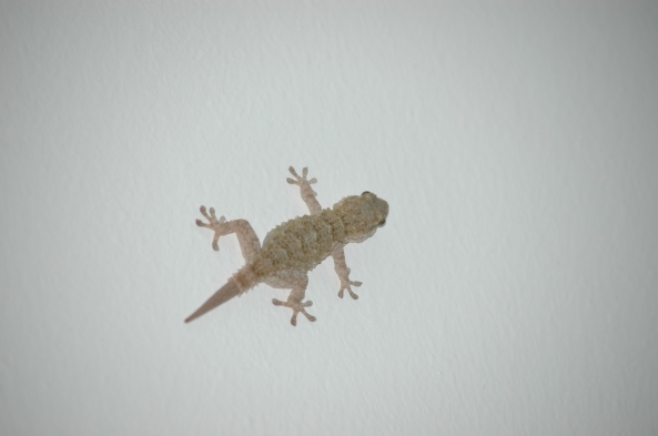 Moorish Gecko