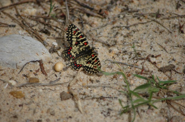 Spanish Festoon Butterfly 
